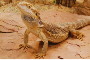 Curso Crianza y Tenencia Responsable de Reptiles en Chile con énfasis en Dragón Barbudo