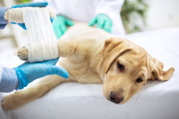 Curso Online de Primeros Auxilios para Tutores de Perros y Gatos